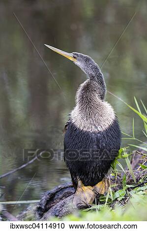 Anhinga or American darter (Anhinga anhinga), Florida, Everglades, United States, North America View Large Photo Image Stock Image - Anhinga or American darter (Anhinga anhinga), Florida, Everglades, United States, North America. Fotosearch