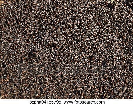 Ant colony, Germany, Europe View Large Photo Image Stock Photography - Ant colony, Germany, Europe. Fotosearch