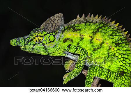 Stock Image - Antimena Chameleon (Furcifer antimena), male, in the spiny forests, Madagascar, Africa. Fotosearch