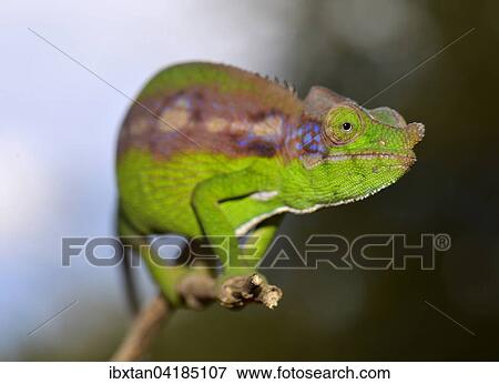 Antimena Chameleon (Furcifer antimena), near Ifaty, Madagascar, Africa View Large Photo Image Stock Photo - Antimena Chameleon (Furcifer antimena), near Ifaty, Madagascar, Africa. Fotosearch