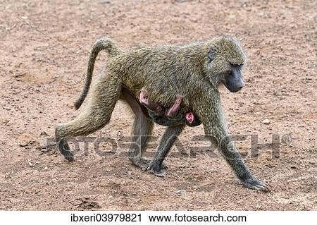 Anubis baboon or olive baboon (Papio anubis), mother with baby, Arusha National Park, Tanzania, Africa View Large Photo Image Stock Image - Anubis baboon or olive baboon (Papio anubis), mother with baby, Arusha National Park, Tanzania, Africa. Fotosearch