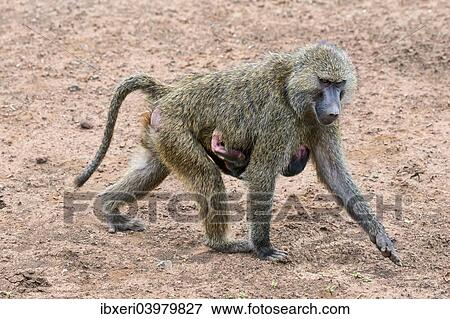 Anubis baboon or olive baboon (Papio anubis), mother with baby, Arusha National Park, Tanzania, Africa View Large Photo Image Stock Photo - Anubis baboon or olive baboon (Papio anubis), mother with baby, Arusha National Park, Tanzania, Africa. Fotosearch