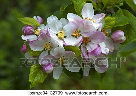 Apple Blossom (Malus sp. ), Bavaria, Germany, Europe View Large Photo Image Stock Photo - Apple Blossom (Malus sp. ), Bavaria, Germany, Europe. Fotosearch
