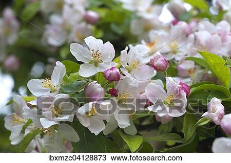 Apple blossom (Malus sp. ), Franconia, Bavaria, Germany, Europe View Large Photo Image Stock Image - Apple blossom (Malus sp. ), Franconia, Bavaria, Germany, Europe. Fotosearch