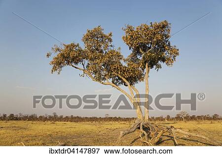 Apple-leaf tree (Lonchocarpus capassa), Savuti, Chobe National Park, Botswana, Africa View Large Photo Image Stock Photo - Apple-leaf tree (Lonchocarpus capassa), Savuti, Chobe National Park, Botswana, Africa. Fotosearch