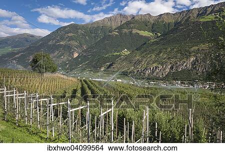 Picture - Apple orchards in Vinschgau, Latsch, Laces, South Tyrol, Italy, Europe. Fotosearch
