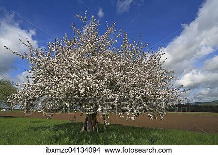 Apple tree (Malus domestica) in blossom, Bavaria, Germany, Europe View Large Photo Image Picture - Apple tree (Malus domestica) in blossom, Bavaria, Germany, Europe. Fotosearch