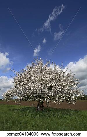 Stock Image - Apple tree (Malus domestica) in blossom, Bavaria, Germany, Europe. Fotosearch