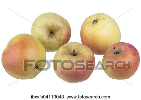 Stock Image - Apple variety Adersleber Kalvill. Fotosearch