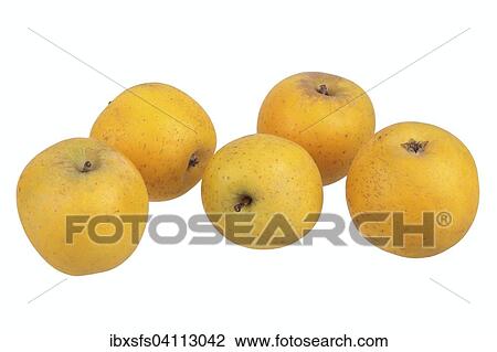Apple variety Ananas Reinette View Large Photo Image Stock Image - Apple variety Ananas Reinette. Fotosearch