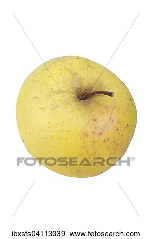 Apple variety Auralia View Large Photo Image Stock Photo - Apple variety Auralia. Fotosearch