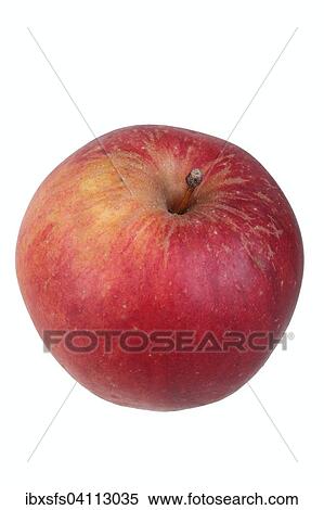 Stock Photography - Apple variety Bishop's Mitre. Fotosearch