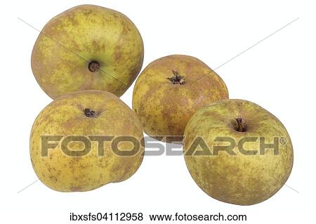 Apple variety Canada Reinette View Large Photo Image Stock Photo - Apple variety Canada Reinette. Fotosearch
