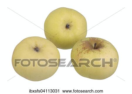 Stock Image - Apple variety Champagne Reinette. Fotosearch