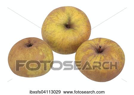 Apple variety Coulon's Reinette View Large Photo Image Stock Photo - Apple variety Coulon's Reinette. Fotosearch