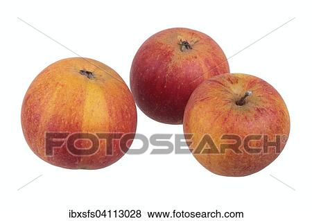 Apple variety Cox Orange Reinette View Large Photo Image Stock Photo - Apple variety Cox Orange Reinette. Fotosearch