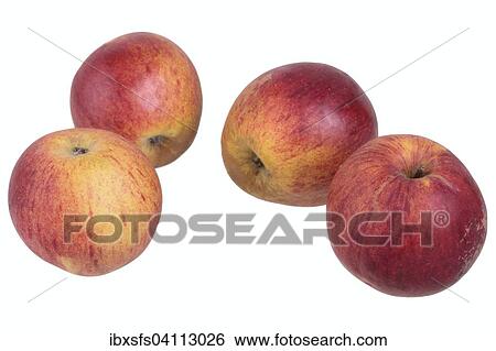 Stock Photograph - Apple variety Dorheimer Streifling. Fotosearch