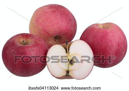 Apple variety Gascoyne's Scarlet, with one cut? Çï? Çïapple View Large Photo Image Picture - Apple variety Gascoyne's Scarlet, with one cut? Çï? Çïapple. Fotosearch