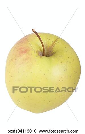 Apple variety Golden Delicious View Large Photo Image Stock Image - Apple variety Golden Delicious. Fotosearch