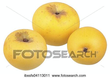 Apple variety Golden Noble View Large Photo Image Stock Image - Apple variety Golden Noble. Fotosearch