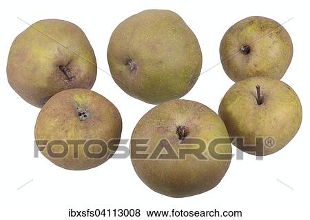 Apple variety Gray Fall Reinette View Large Photo Image Stock Photo - Apple variety Gray Fall Reinette. Fotosearch
