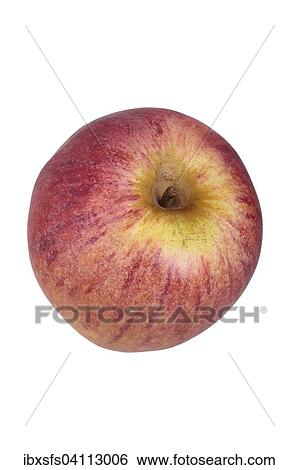 Apple variety Hessische Tiefenblute View Large Photo Image Stock Photograph - Apple variety Hessische Tiefenblute. Fotosearch