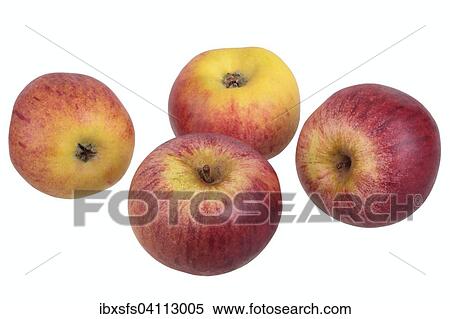 Stock Photography - Apple variety Hessische Tiefenblute. Fotosearch