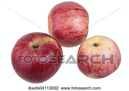 Apple variety Heuchelheim Snow Apple View Large Photo Image Stock Image - Apple variety Heuchelheim Snow Apple. Fotosearch