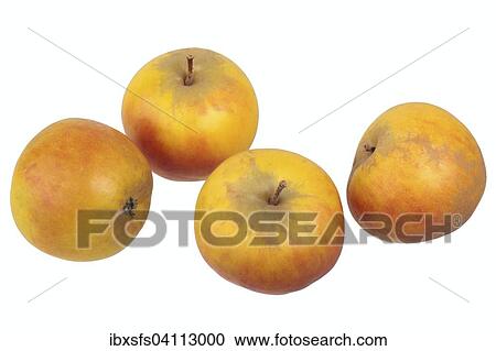 Apple variety Holstein Cox View Large Photo Image Stock Image - Apple variety Holstein Cox. Fotosearch