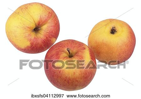 Stock Photo - Apple variety Jonagold. Fotosearch