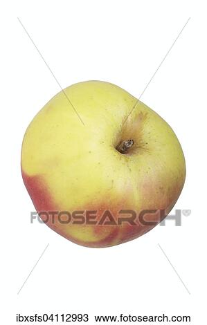 Apple variety Lusatian Clove Apple View Large Photo Image Stock Image - Apple variety Lusatian Clove Apple. Fotosearch