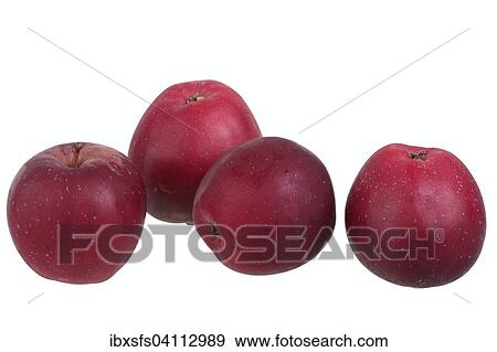 Apple variety New Bernese Rose Apple View Large Photo Image Stock Photo - Apple variety New Bernese Rose Apple. Fotosearch