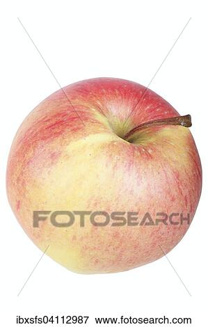 Apple variety Pinova View Large Photo Image Stock Photo - Apple variety Pinova. Fotosearch