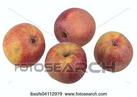 Apple variety Red Boskoop View Large Photo Image Stock Photo - Apple variety Red Boskoop. Fotosearch