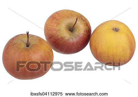 Apple variety Rubinette View Large Photo Image Stock Photography - Apple variety Rubinette. Fotosearch