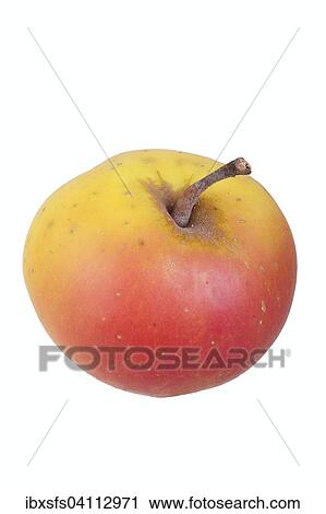 Apple variety Silesian Grey Apple View Large Photo Image Stock Image - Apple variety Silesian Grey Apple. Fotosearch