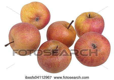 Apple variety Strauwald's Pearmain View Large Photo Image Stock Photo - Apple variety Strauwald's Pearmain. Fotosearch