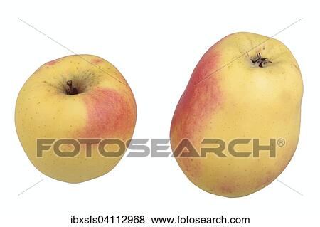 Apple variety Swiss Winter Glockenapfel View Large Photo Image Stock Photo - Apple variety Swiss Winter Glockenapfel. Fotosearch