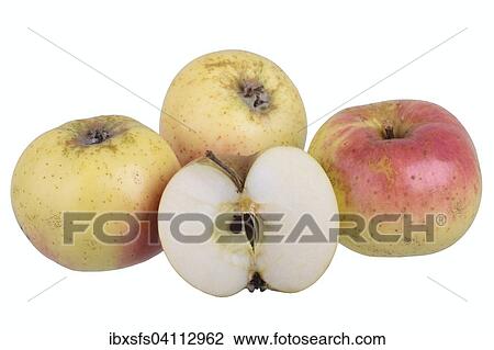 Apple variety Weilburger, one apple cut View Large Photo Image Stock Image - Apple variety Weilburger, one apple cut. Fotosearch