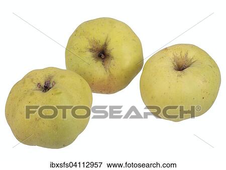 Apple variety White Winter Calville View Large Photo Image Stock Photo - Apple variety White Winter Calville. Fotosearch