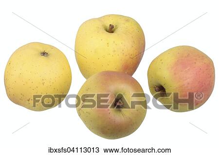 Apple variety Yellow Bellefleur View Large Photo Image Stock Image - Apple variety Yellow Bellefleur. Fotosearch