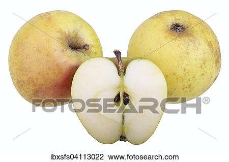 Apple variety Yellow Saxon Reinette, with one cut? Çï? Çïapple View Large Photo Image Stock Image - Apple variety Yellow Saxon Reinette, with one cut? Çï? Çïapple. Fotosearch