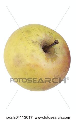 Apple variety Yellow Saxon Reinette View Large Photo Image Stock Photo - Apple variety Yellow Saxon Reinette. Fotosearch