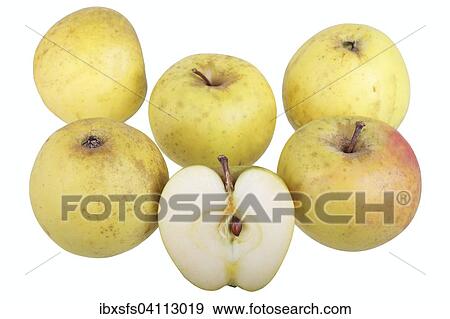 Stock Photo - Apple variety Yellow Saxon Reinette, with one cut? Çï? Çïapple. Fotosearch