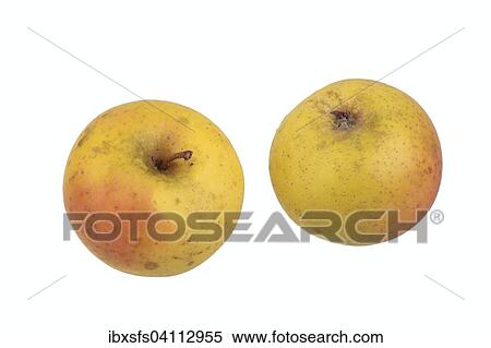 Apple variety Zuccalmaglios Reinette View Large Photo Image Stock Photography - Apple variety Zuccalmaglios Reinette. Fotosearch