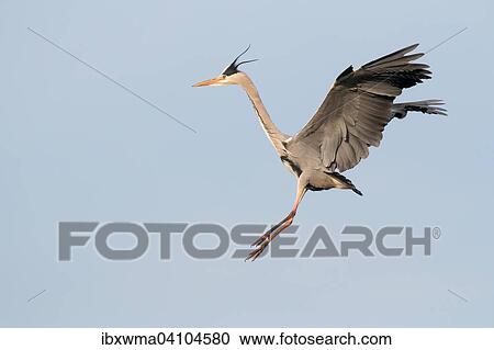 Approaching Grey Heron (Ardea cinerea), Hesse, Germany, Europe View Large Photo Image Stock Image - Approaching Grey Heron (Ardea cinerea), Hesse, Germany, Europe. Fotosearch