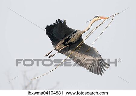 Approaching Grey Heron (Ardea cinerea) with nesting material, Hesse, Germany, Europe View Large Photo Image Stock Image - Approaching Grey Heron (Ardea cinerea) with nesting material, Hesse, Germany, Europe. Fotosearch