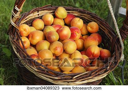 Apricot harvest, apricots in Zistel harvest basket, Willendorf in der Wachau, Waldviertel, Lower Austria, Austria, Europe View Large Photo Image Stock Image - Apricot harvest, apricots in Zistel harvest basket, Willendorf in der Wachau, Waldviertel, Lower Austria, Austria, Europe. Fotosearch