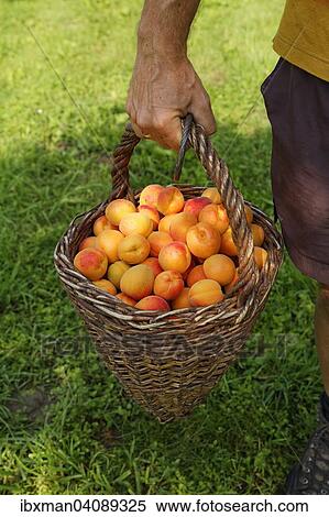 Apricot harvest, apricots in Zistel harvest basket, Willendorf in der Wachau, Waldviertel, Lower Austria, Austria, Europe View Large Photo Image Stock Photography - Apricot harvest, apricots in Zistel harvest basket, Willendorf in der Wachau, Waldviertel, Lower Austria, Austria, Europe. Fotosearch