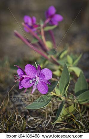 Stock Photo - Arctic fireweed (Epilobium latifolium), Northeast Greenland National Park, Greenland, North America. Fotosearch